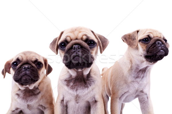 three curious pug puppy dogs Stock photo © feedough