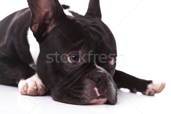 Trist franceza buldog căţeluş câine Imagine de stoc © feedough