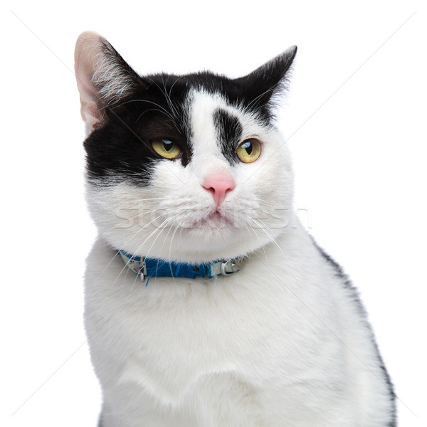 Közelkép vicces macska néz oldal visel Stock fotó © feedough