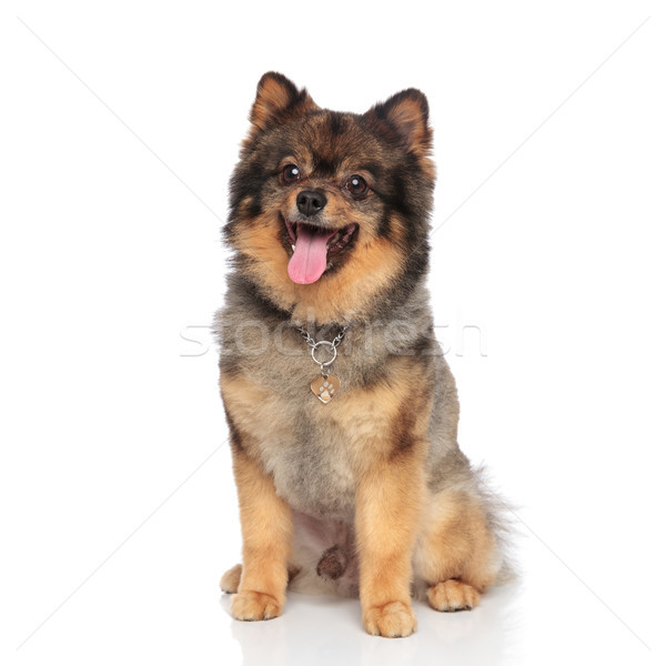 happy pomeranian with necklace sits and pants Stock photo © feedough