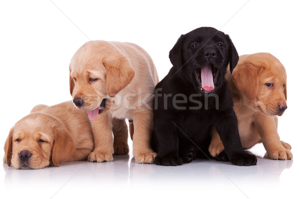 Fatigué chiots groupe faible labrador retriever séance [[stock_photo]] © feedough