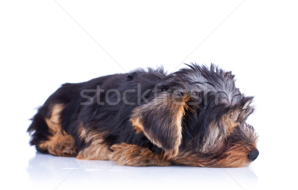 Sleeping yorkshire puppy Stock photo © feedough