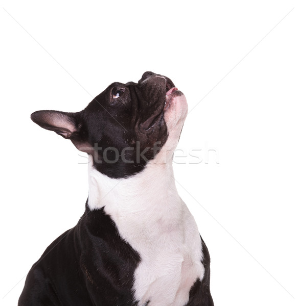 Oldalnézet francia bulldog nyitott szájjal felfelé néz kutyakölyök Stock fotó © feedough