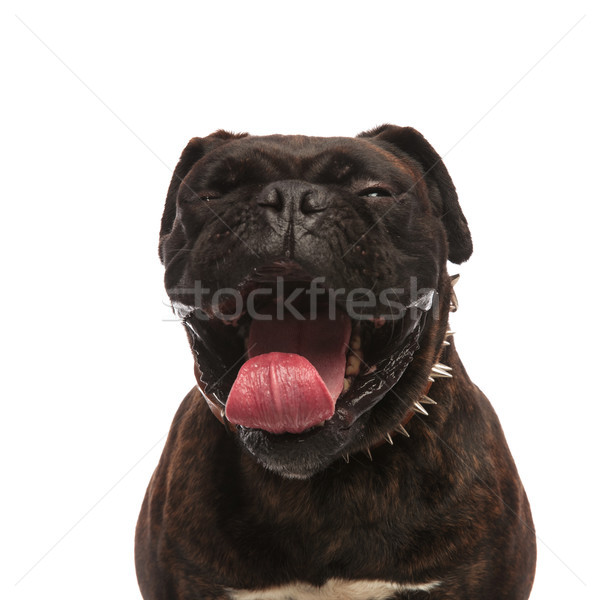 Közelkép aranyos fekete boxoló ásít nyitott szájjal Stock fotó © feedough
