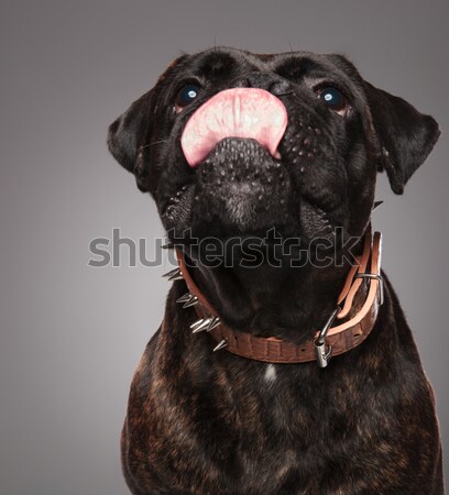 yawning black boxer with brown spiked collar lying Stock photo © feedough