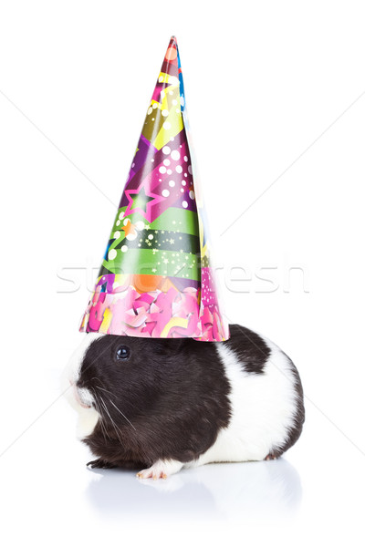 морская свинка вечеринка Hat Cute черный Сток-фото © feedough