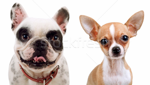 Fransız boğa köpek resim iki küçük Stok fotoğraf © feedough