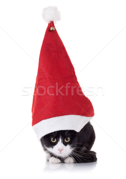 Natale cat primo piano foto cute bianco nero Foto d'archivio © feedough