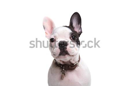 Stock photo: head of an adorable french puppy dog