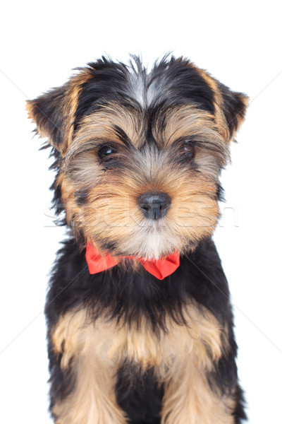 adorable yorkshire terrier puppy wearing bowtie  Stock photo © feedough