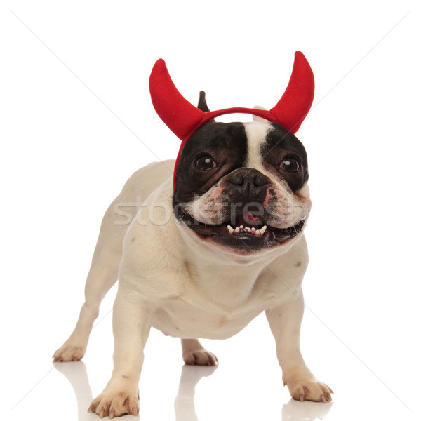 Imádnivaló francia bulldog ördög visel agancs Stock fotó © feedough