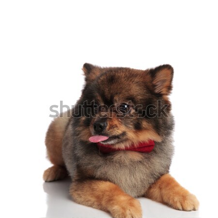 curious pomeranian with red bowtie lying and looking to side Stock photo © feedough