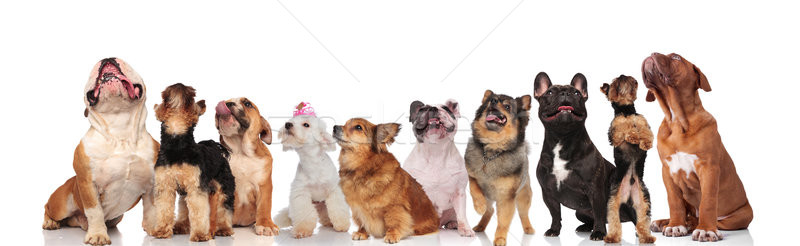 different breeds of curious dogs looking up and panting Stock photo © feedough