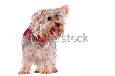 panting small yorkshire terrier Stock photo © feedough