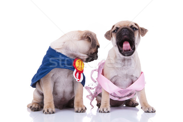 pug in pink dress yawning while the other looks behind Stock photo © feedough