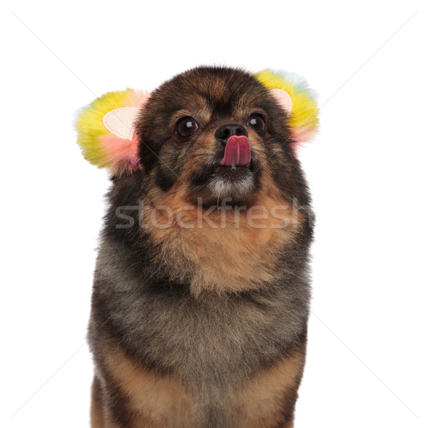 close up of pom with colorful ears sticking out tongue Stock photo © feedough