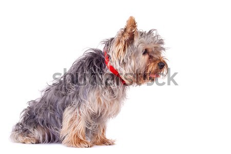 Curioso yorkshire terrier vista lateral branco cabelo Foto stock © feedough