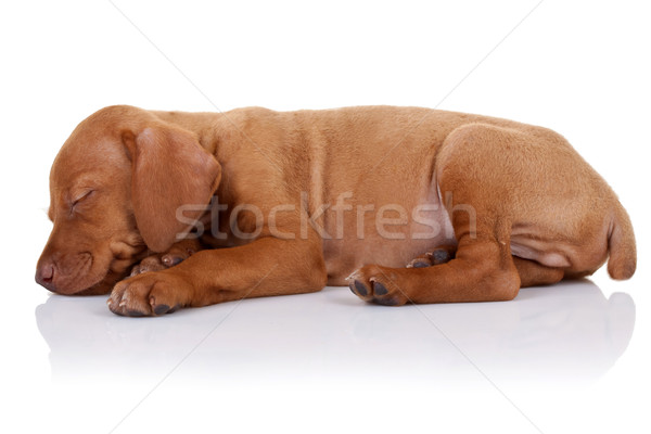 cute vizsla puppy sleeping Stock photo © feedough