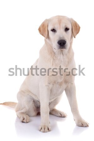 Labrador retriever cachorro branco lab animal Foto stock © feedough