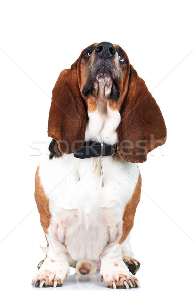 seated basset hound is looking up  Stock photo © feedough