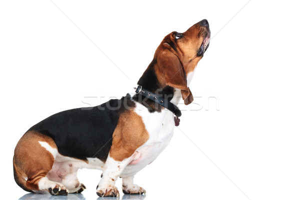 standing basset hound looks up on white background Stock photo © feedough