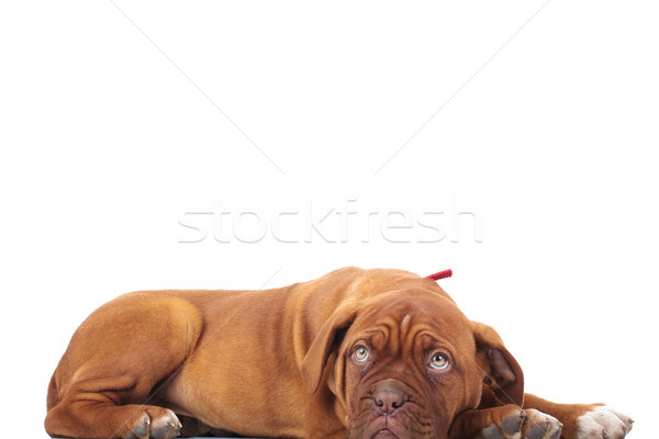 Cute Französisch Mastiff Lügen nach unten weiß Stock foto © feedough