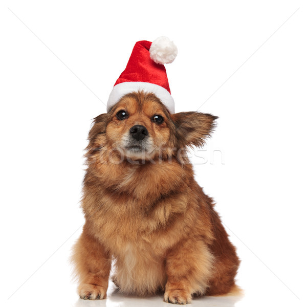seated brown dog with christmas hat covering one ear Stock photo © feedough