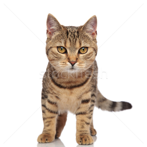 lovely tabby british fold with orange fur standing  Stock photo © feedough