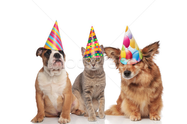 english bulldog, british fold and metis dog wearing birthday hat Stock photo © feedough