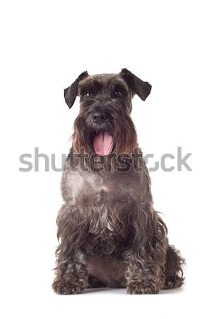 Schnauzer cucciolo seduta nero bianco sfondo Foto d'archivio © feedough