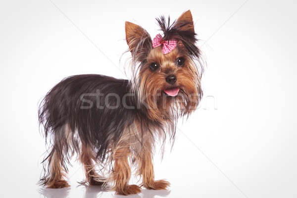 Cute yorkshire terrier cachorro perro pie Foto stock © feedough