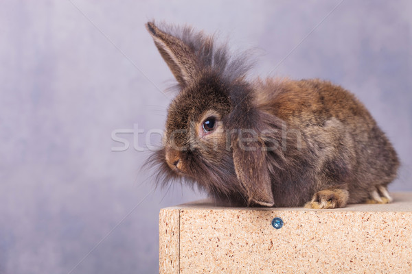 cute lion head rabbit bunny holding one ear up. Stock photo © feedough