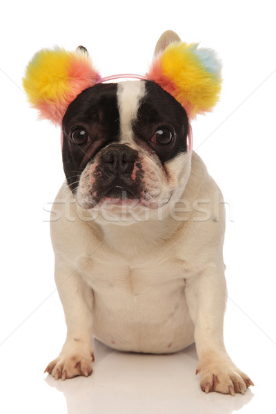 sitting french bulldog wearing a lovely colored headband Stock photo © feedough