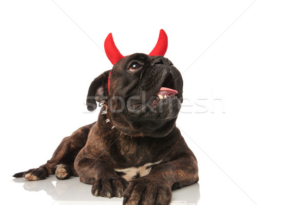 adorable devil boxer panting while lying looks up to side Stock photo © feedough