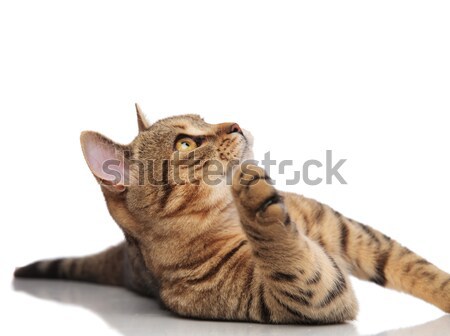 playful tabby british ford lying and looking up to side Stock photo © feedough