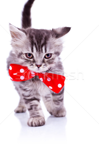 cat walking with a big red neck bow Stock photo © feedough