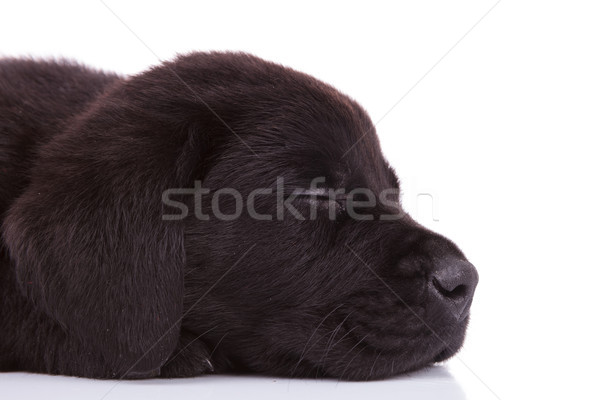 Labrador retriever cachorro perros cabeza dormir vista lateral Foto stock © feedough