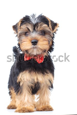 Yorkshire terrier cachorro cão em pé branco Foto stock © feedough