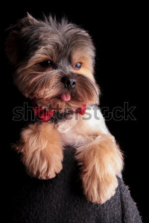 cute elegant yorkshire terrier wearing red bowtie looks to side Stock photo © feedough