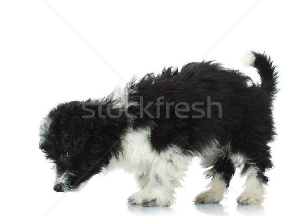 cute bichon havanese picks up a scent Stock photo © feedough
