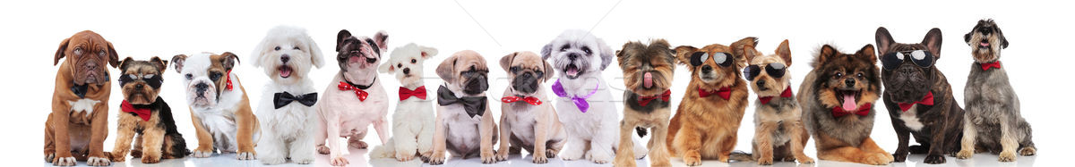 Stock photo: adorable large group of elegant dogs on white background