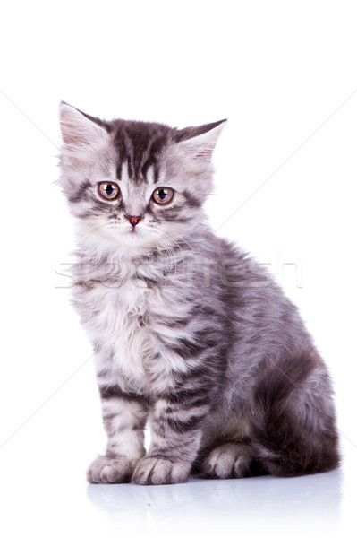 かわいい 赤ちゃん 銀 猫 座って 白 ストックフォト © feedough