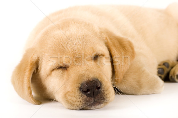 Labrador retriever puppy slapen witte ogen Stockfoto © feedough