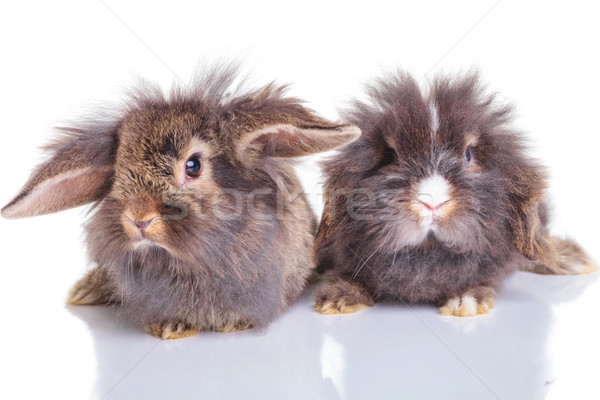 two adorable lion head rabbit bunnys lying down  Stock photo © feedough