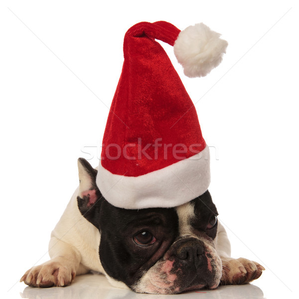 Stock photo: sad french bulldog did not get a christmas present