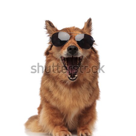 Stock photo: funny brown metis dog with sunglasses laughing with mouth open