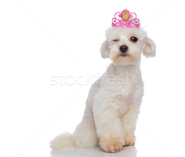 Stock photo: cool princess bichon sitting and winking