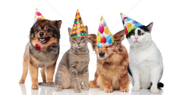 Groupe Quatre Drôle Chats Chiens Anniversaire