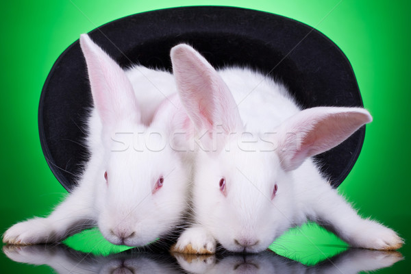 evil bunnies in a hat Stock photo © feedough