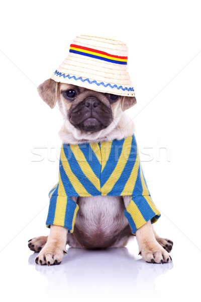  dog sitting wearing clothes and hat Stock photo © feedough